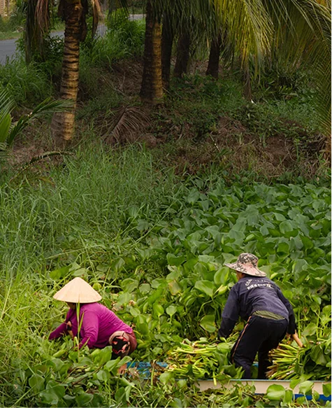 SIFAV Instagram card: partnering for sustainability