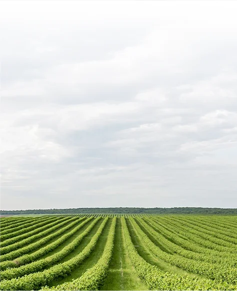 Field worker in a fresh produce plantation