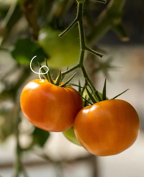 Tomatoes on the vine
