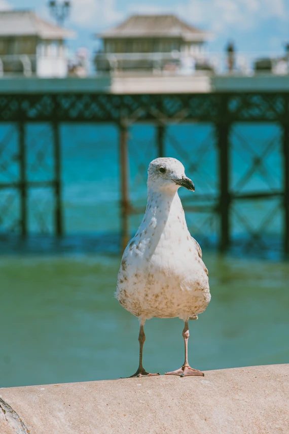 A herring gull on the pier railings