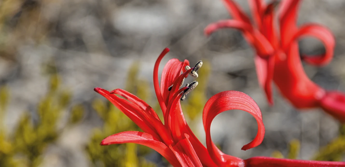 Red fire lily flower