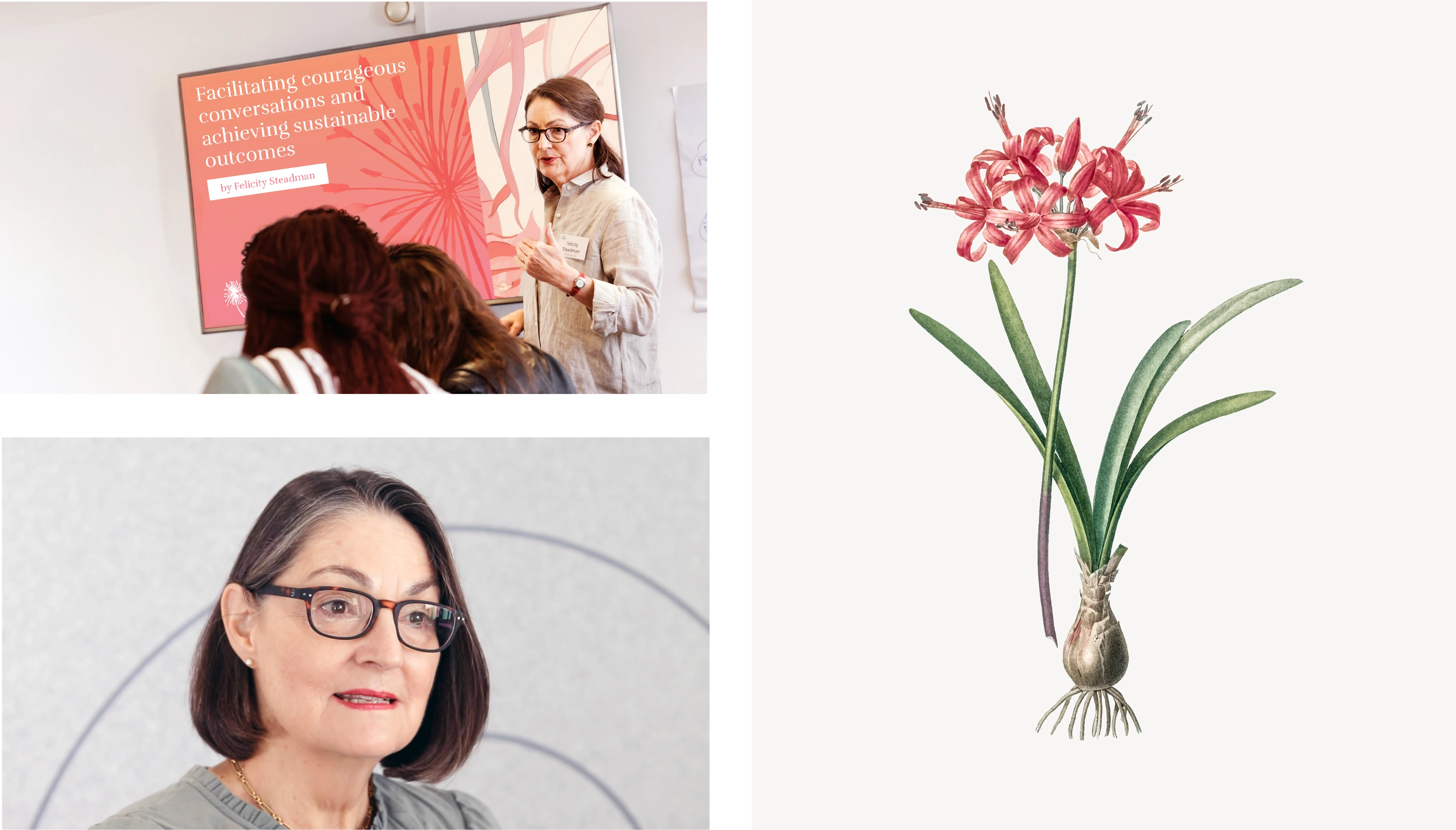 Felicity Steadman website photography and botanical illustration