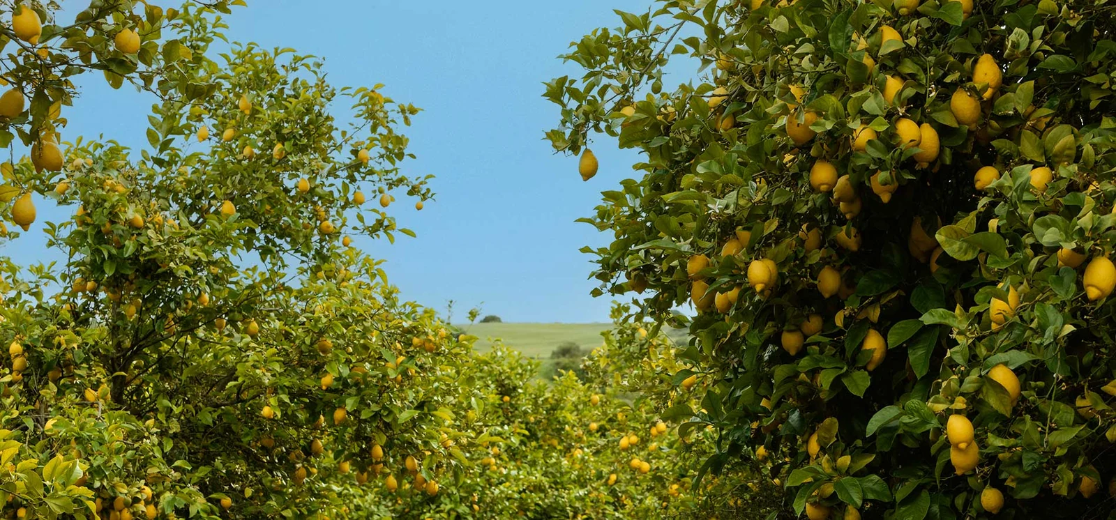 Lemons in a produce crate
