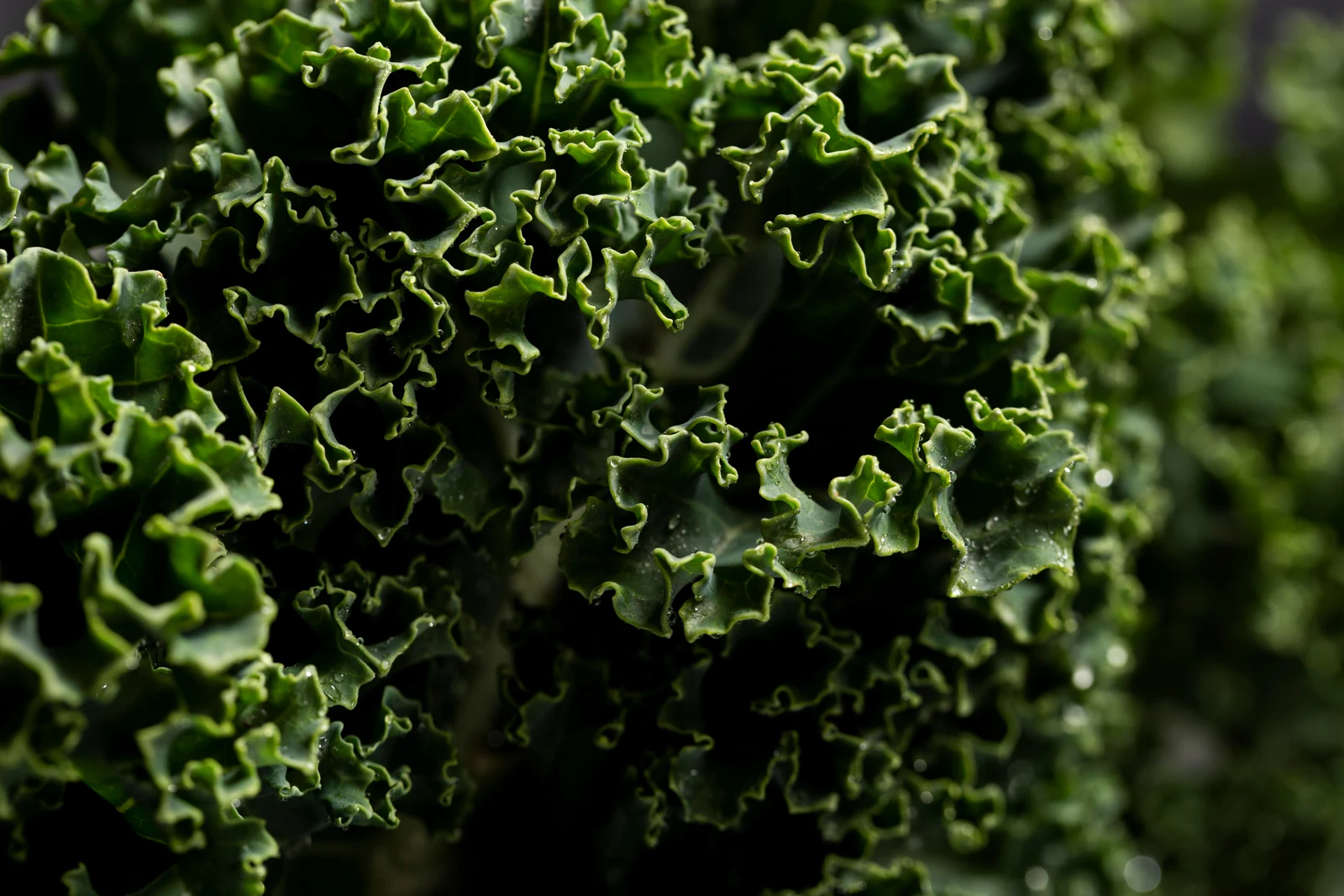 Deep green foliage