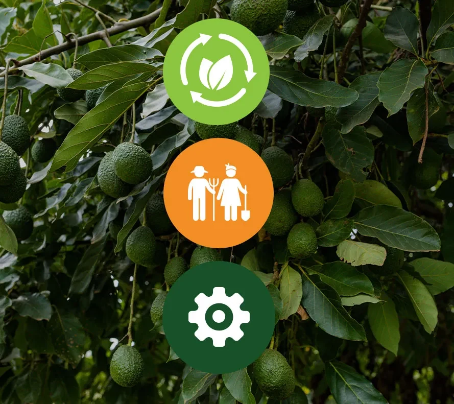 Produce handling in the SIFAV programs section