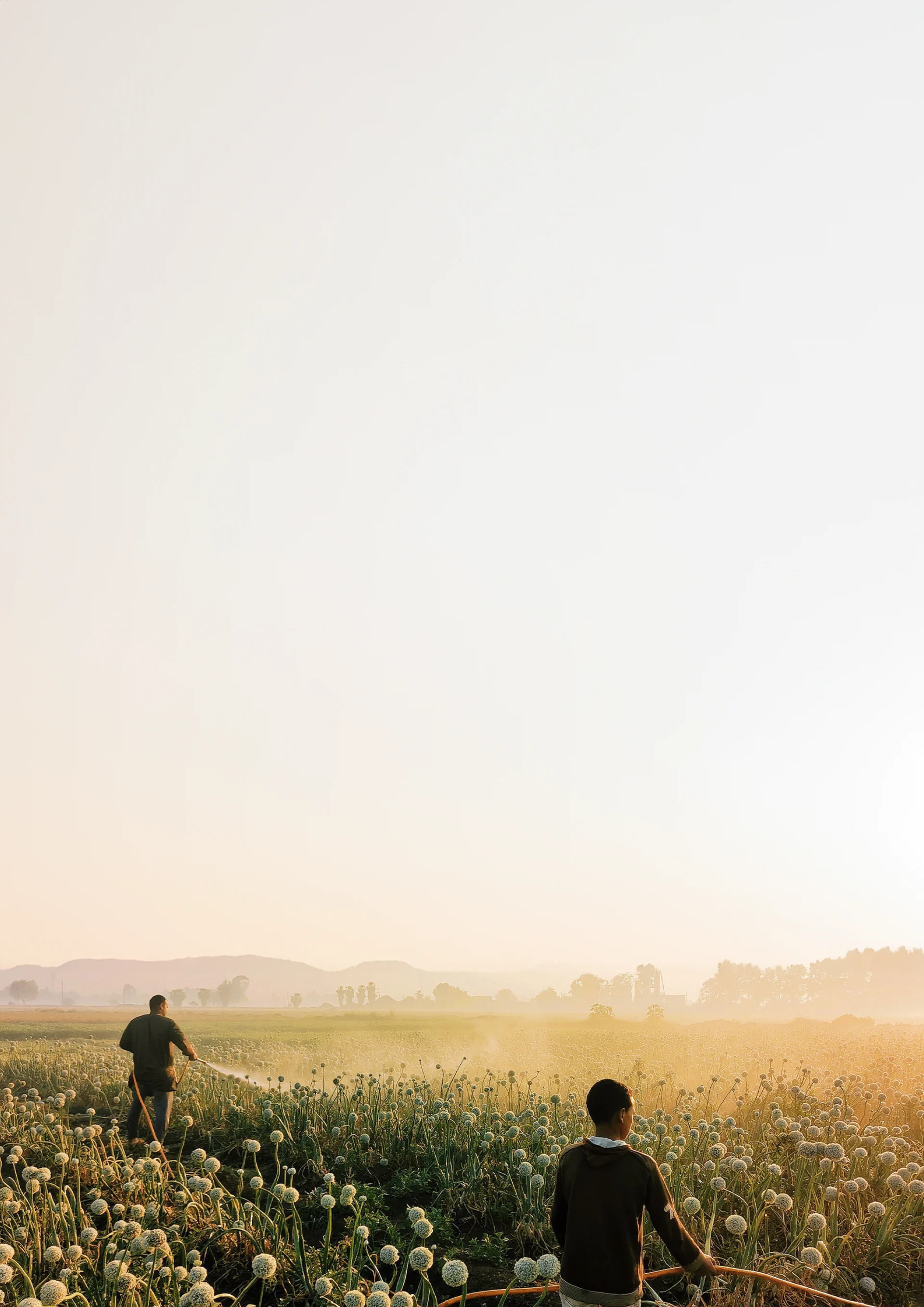 Farm field at golden hour