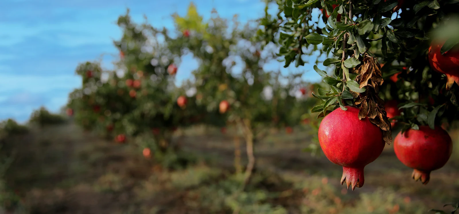 Pomegranates ripening on the branch