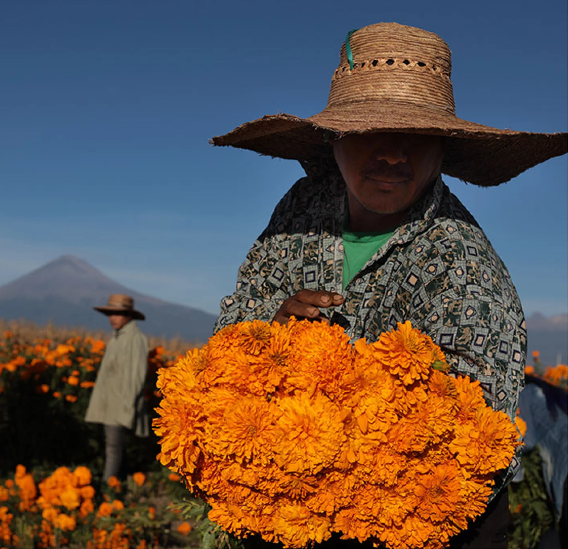 Marigold field in bloom