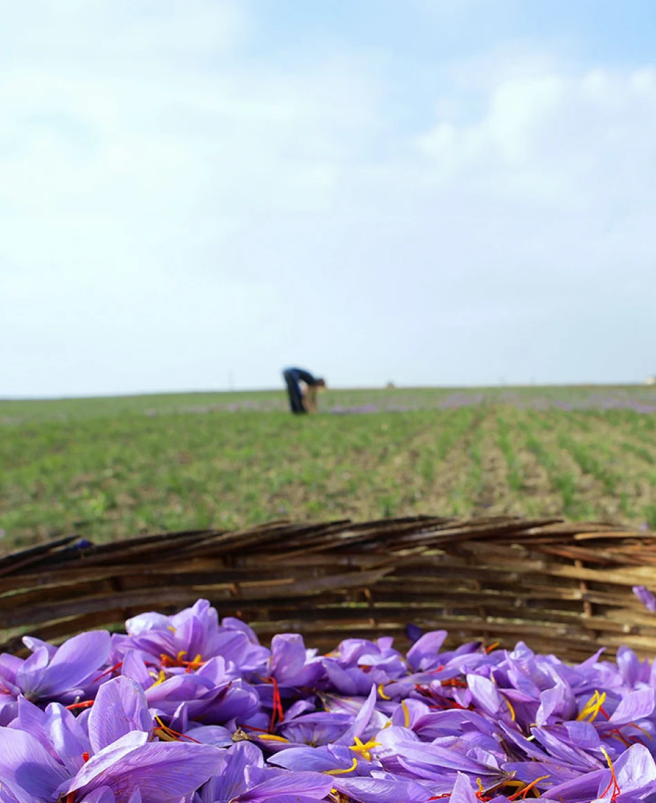 SSI social post: saffron harvest