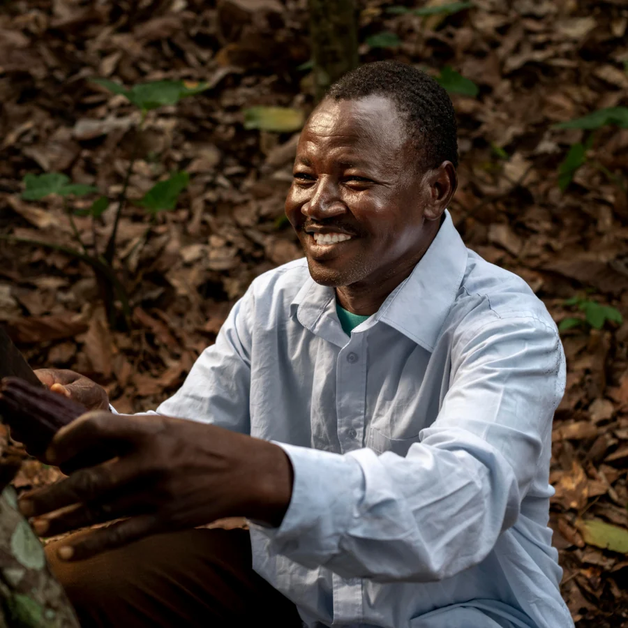 Farmer splitting a cocoa pod