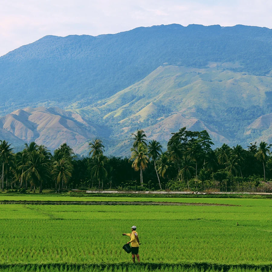 Terraced rice field