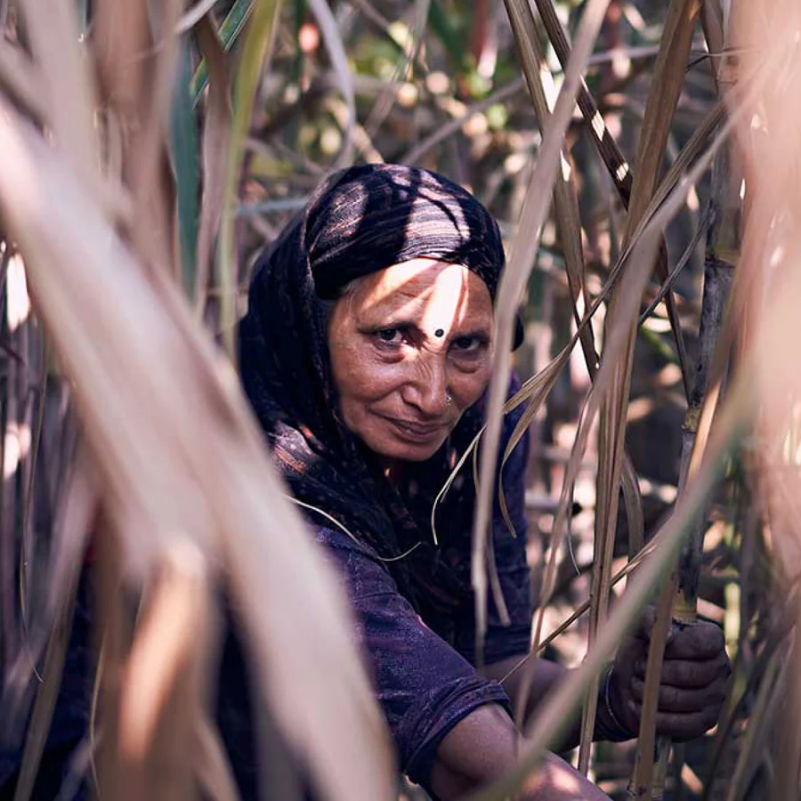 Sugarcane harvest