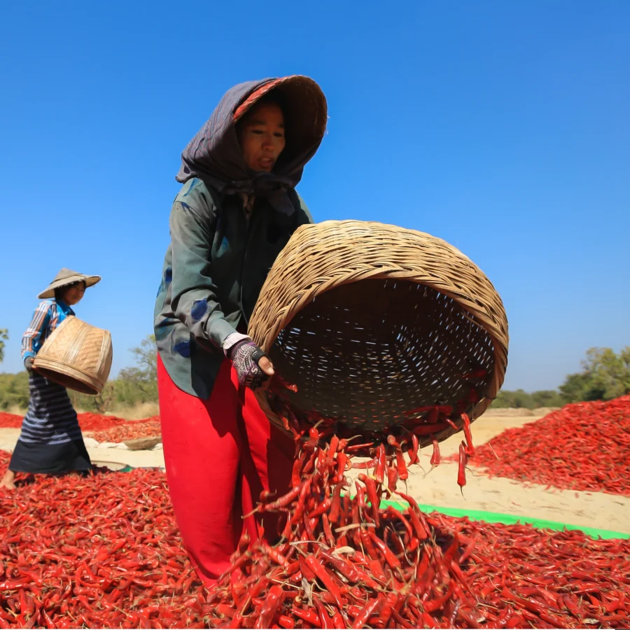 Chilli pickers at harvest
