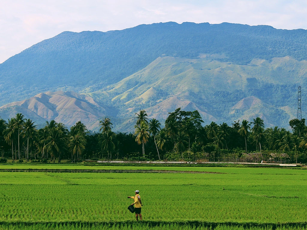 A farmer sowing by hand across a terraced rice field, with forested mountains behind