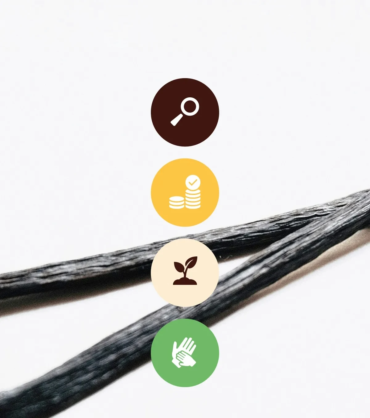 Vanilla supply chain photograph