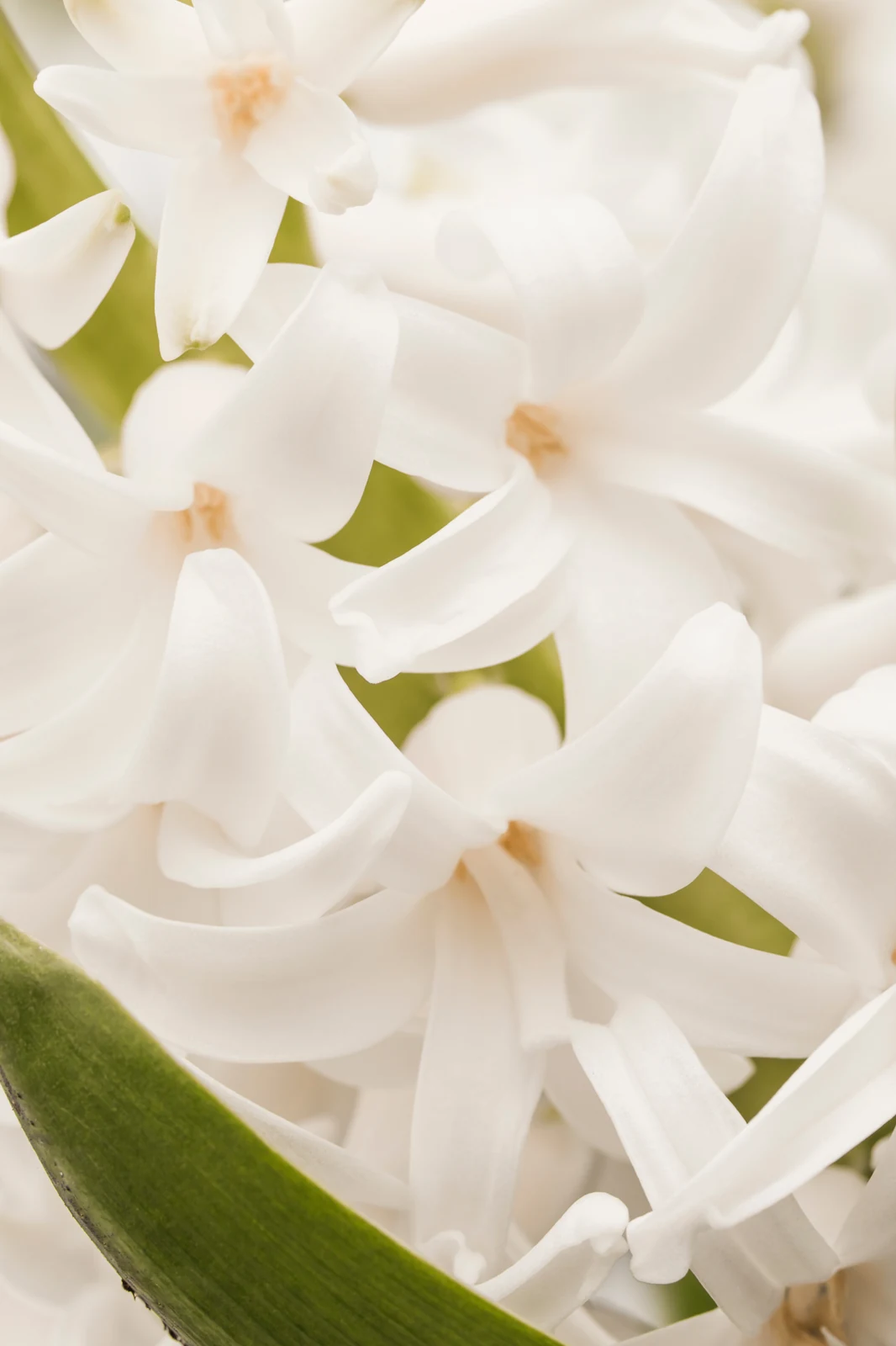 Vanilla pollination by hand