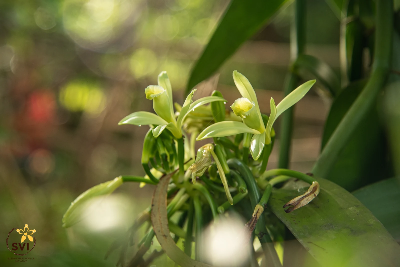 Living vanilla vine