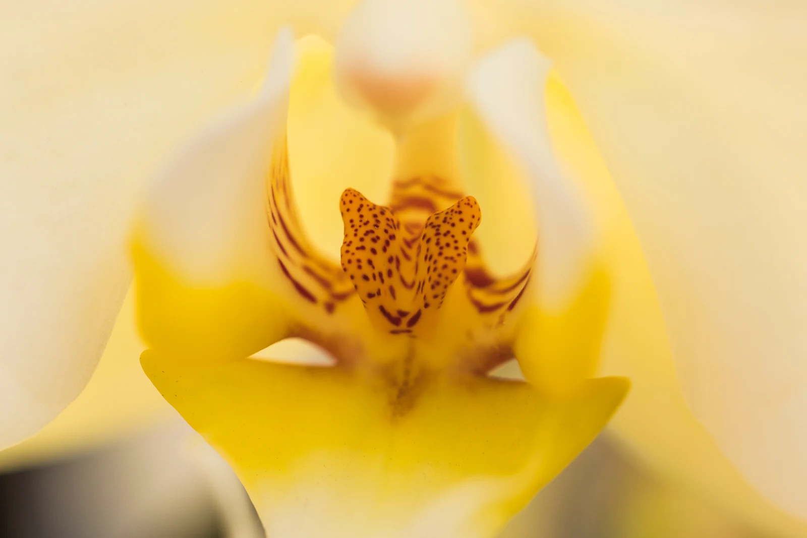 Vanilla orchid flower