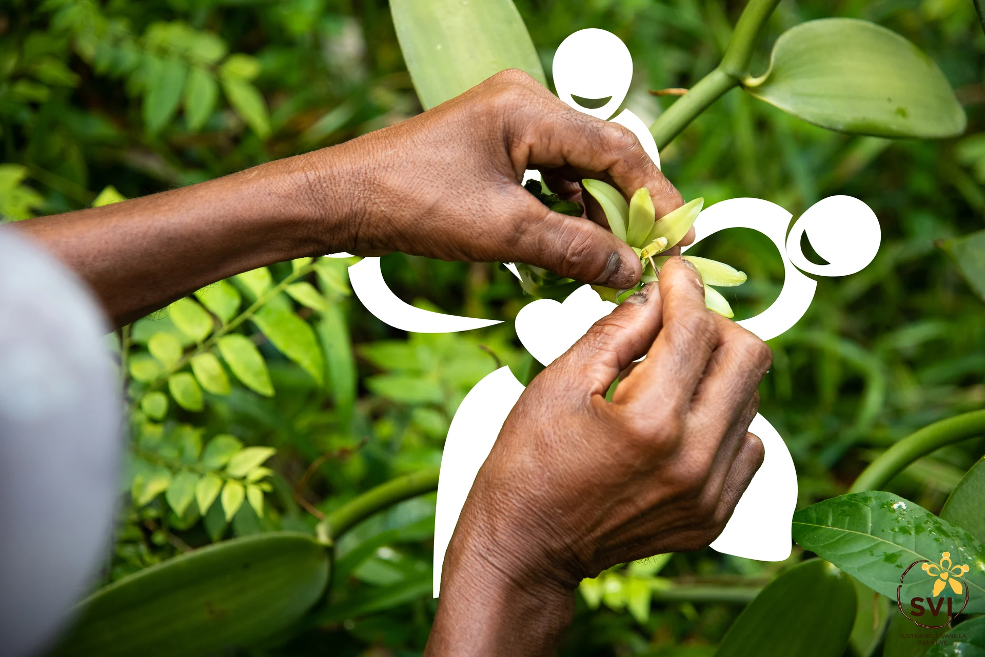 Hand-pollinating a vanilla flower at origin