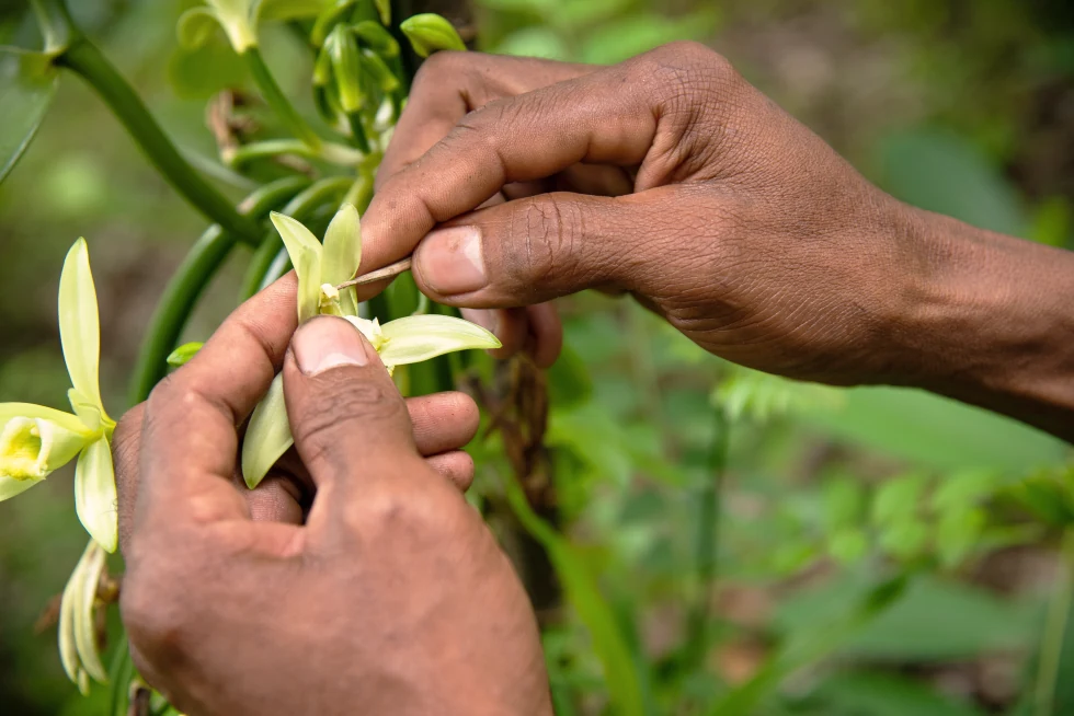 Hand-pollinating a vanilla flower