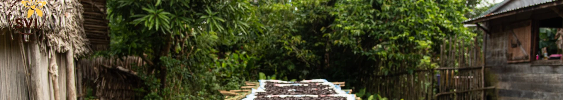 Vanilla drying beside a village path in the SAVA